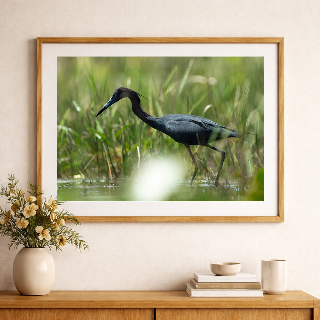 Little Blue Heron Portrait
