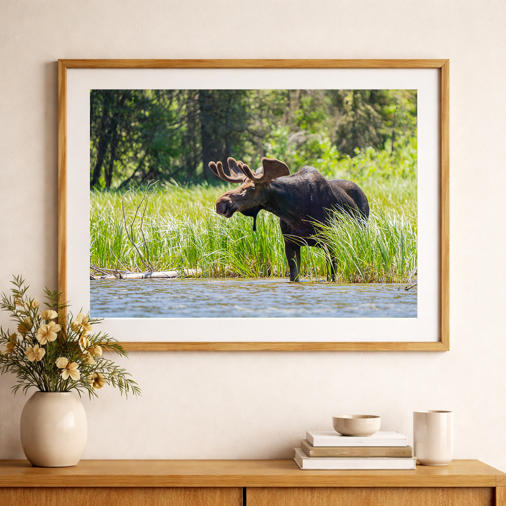 Moose Entering Water