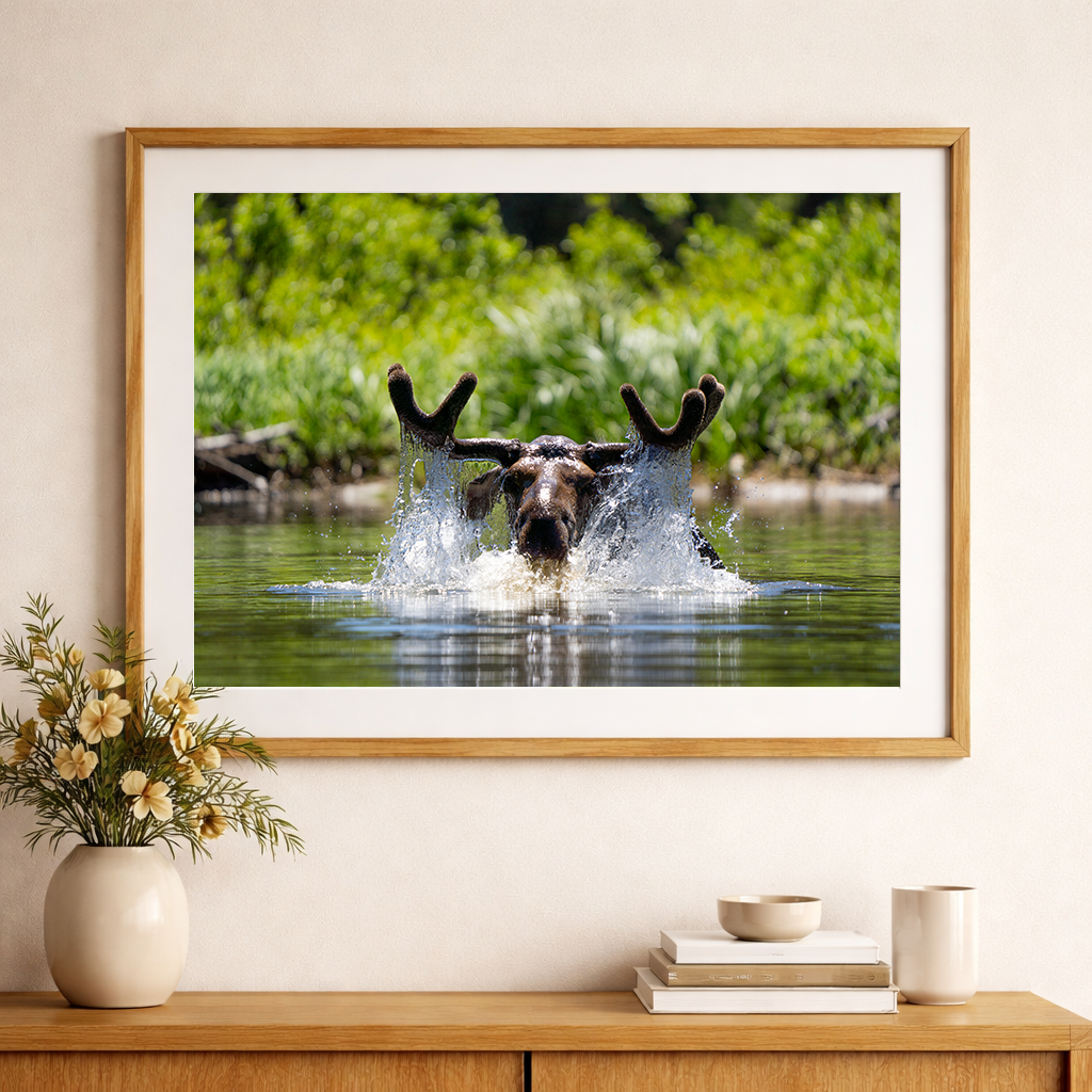 Moose Coming Up For Air