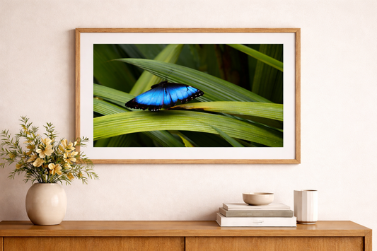 Blue Morpho Butterfly