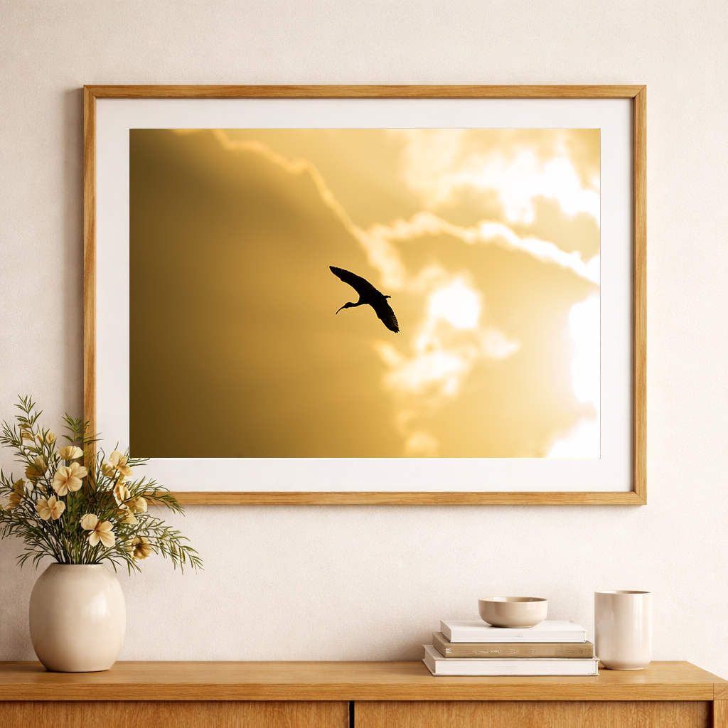 White Ibis Backdrop