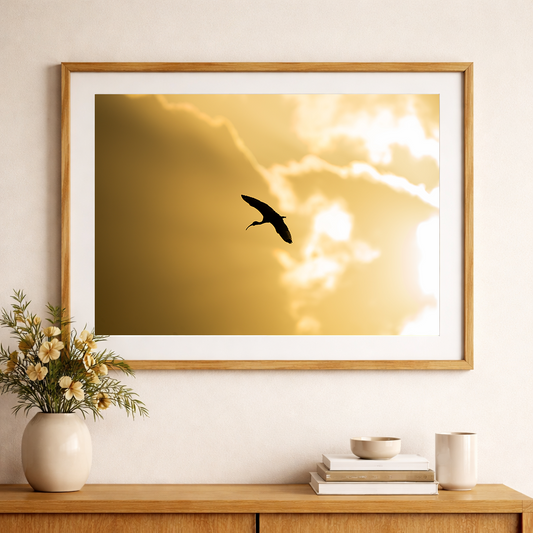 White Ibis Backdrop