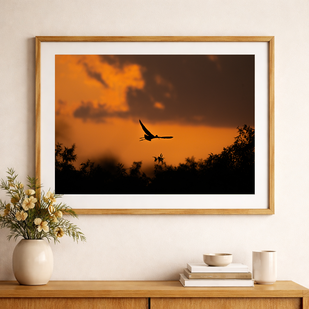 Ibis at Sunset