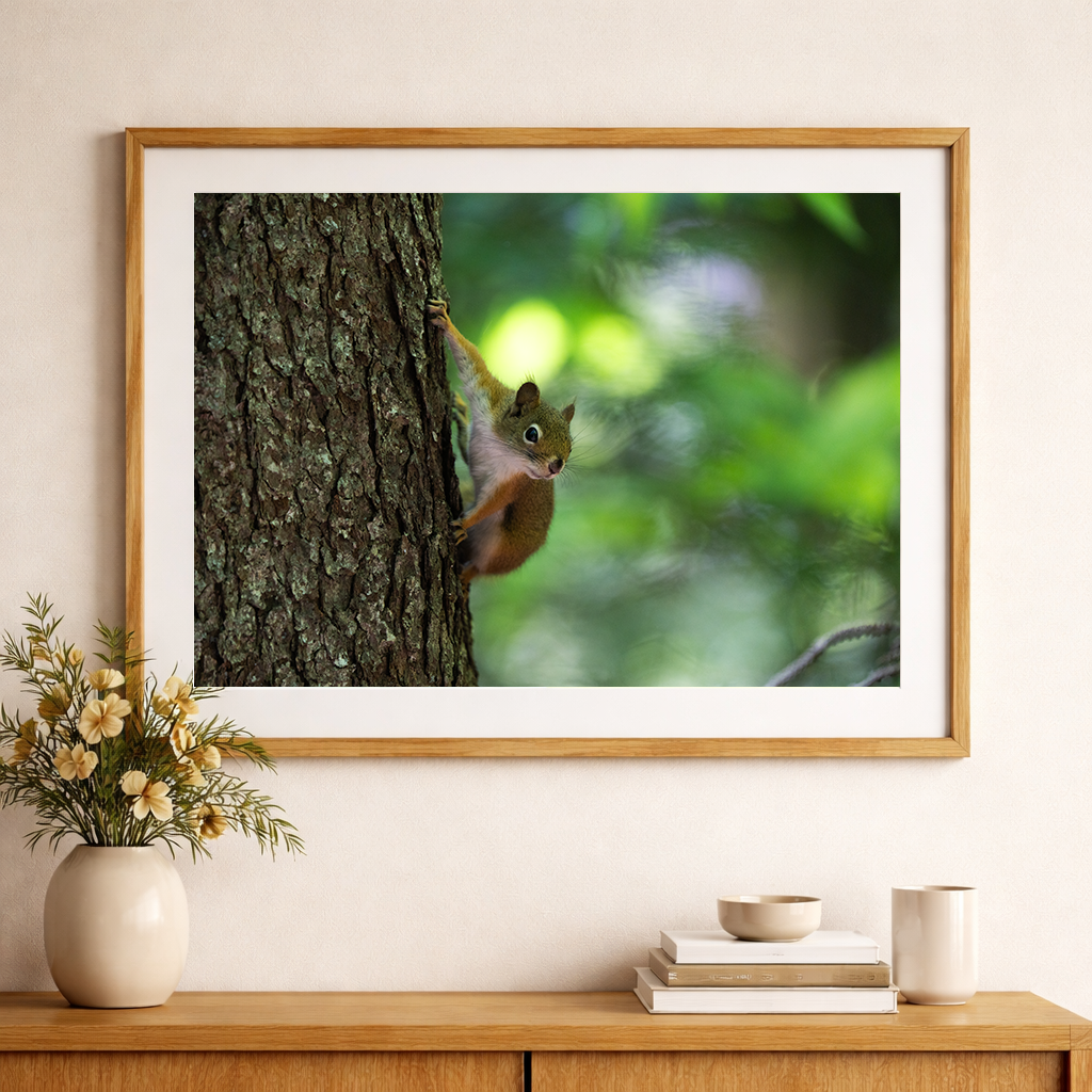 Squirrel Perched