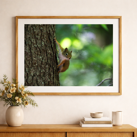 Squirrel Perched