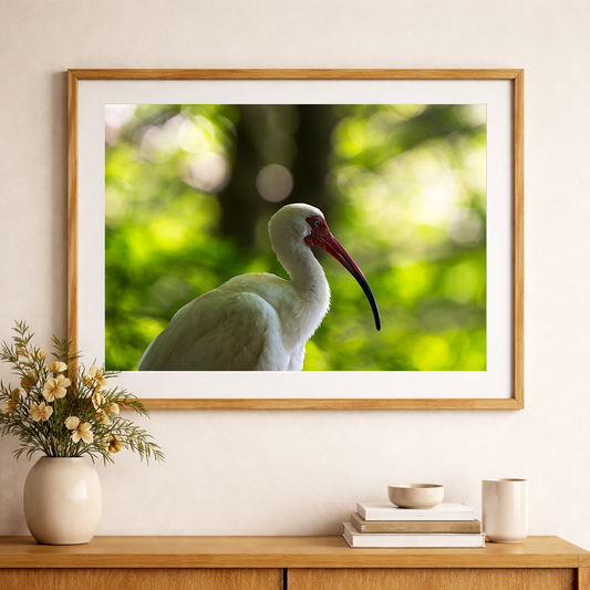 White Ibis Close Up